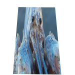 Blue Lobster Cape