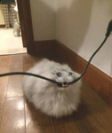 los chimichanga uwu ;ddddd xddddd
