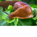Frogs Are so cuteee
