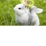 bunny angel clothing group