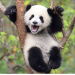 Panda pals Party X