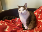 Cat on Roblox
