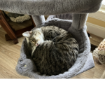 sweetpea the cat's group