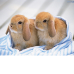 Bunnies fan club :D