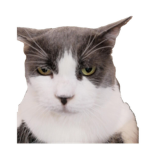 POUL3TO THE CAT INC