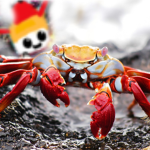 カニちゃんのファンクラブ