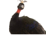 I love peacocks