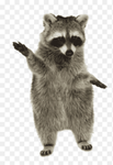 THE W RACCOON GANG