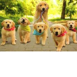 Puppies Rules!!!