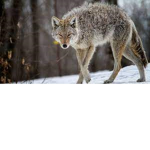 alpha coyotes