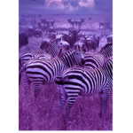 Violet Army:)