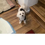 Small doggo kk