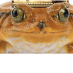 The Orange Frog king