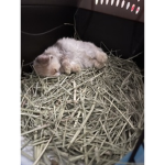 Bunny obsessers