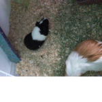 The guinea pig potato