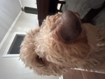 The legendary noodle squad