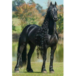 Horse Valley fan