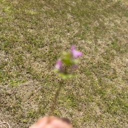 ✩