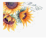 Sxnflower Apparel