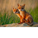 Foxey squad