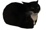 Maxwell the cat (Dingus)