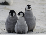 Il pinguino dei gruppi