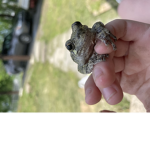 Frog group for frog people