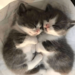 TwoCatsStudio