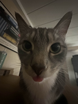 Cat Lovers99