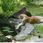 my marshmellows