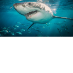 #### Sharks
