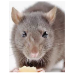 The Beautiful Rat Colony
