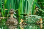 Duck Experiences