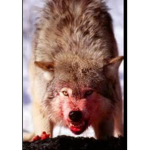 WOLF PACKKKK