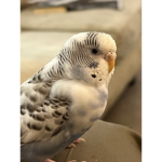 Birds around the world