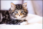 I love cats and cutes cat
