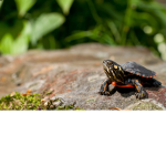 I LIKE da TURTLES GROUP