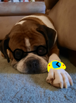Dog Fan Group!!!!!!!!!!!!!!!!!!!!!!!