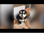 Shy wolfs cute baby wolfs