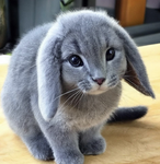 Cabbit Nation