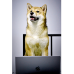 The United States of Doge USD