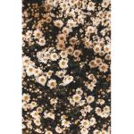 AestheticDaisies