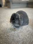 Love bunnies more