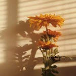 Sunshine is always over you!