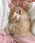 My peaches <3 :D