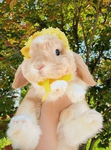 Bunny Buns Dance Company