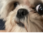 Dog Raid Group