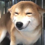 Doges are the best!