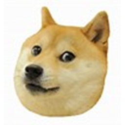 doges academy