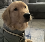 Hatchi_kai